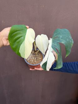 6” monstera albo