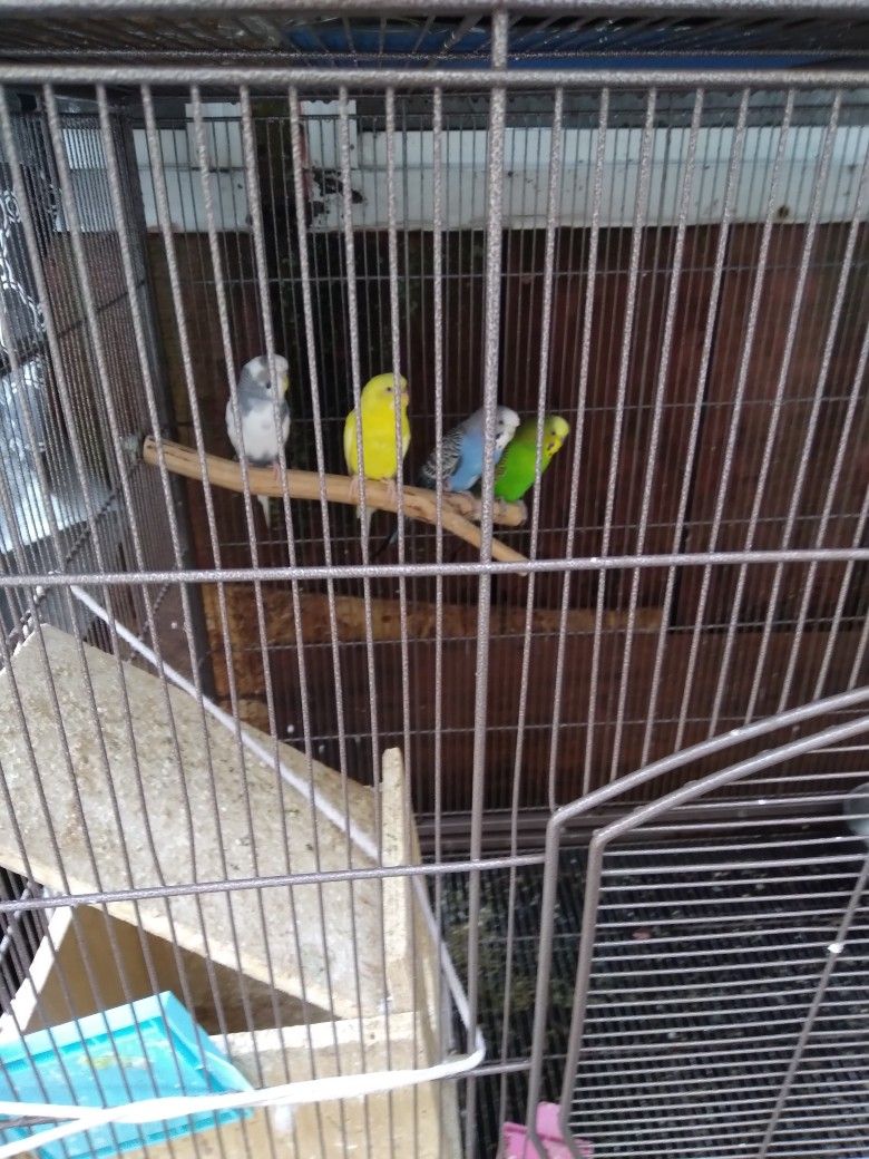 Birds Cage 