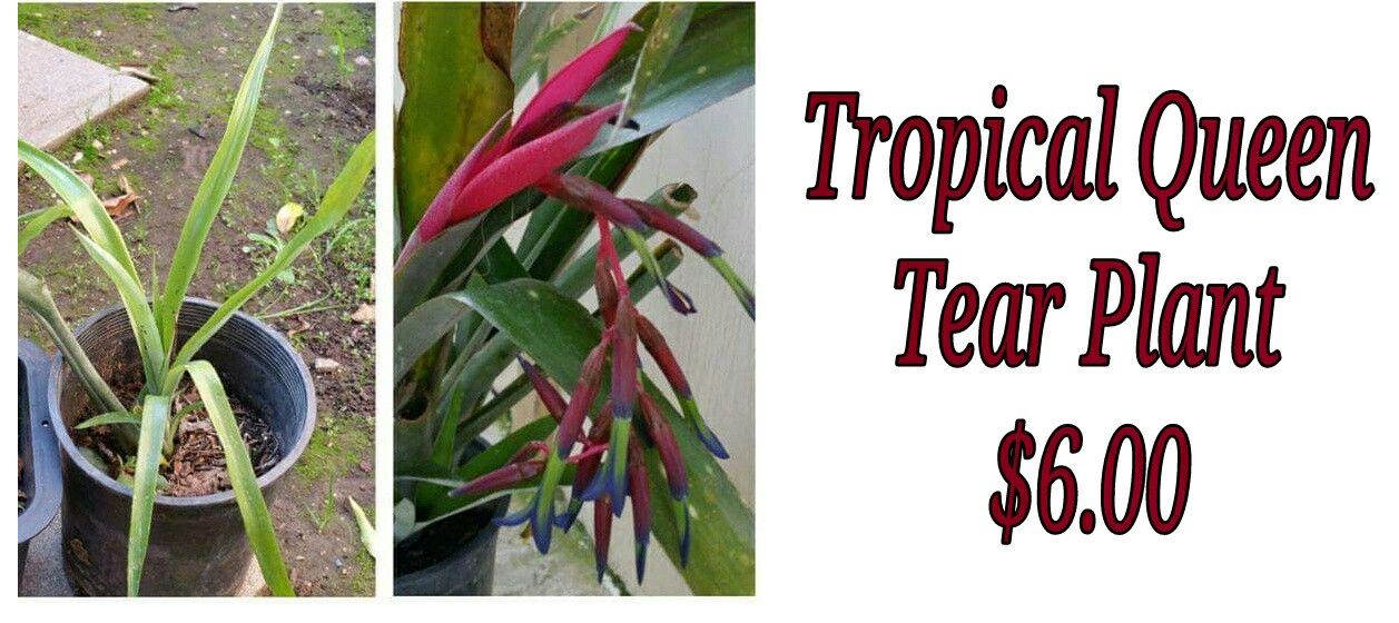 Tropical queen tear plant - last one