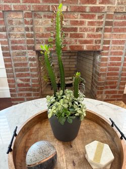 African Milk Tree arrangement