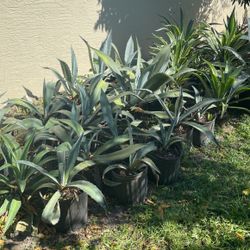 Agaves 