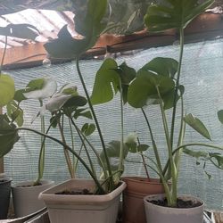 HERMOSAS PLANTAS NATURALES “MONSTERAS DELICIOSAS PLANT 