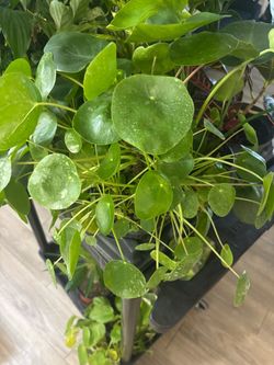 Pilea Peperomioides Chinese Money Plant