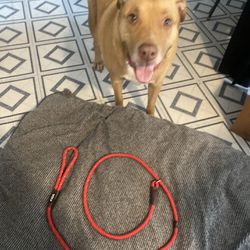 Lariat Training dog leash