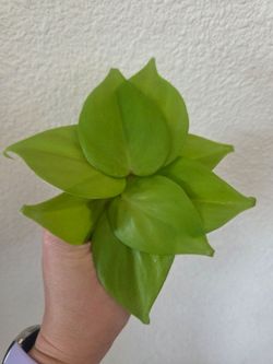 Philodendron Lemon Lime Plant Cuttings