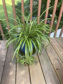 Plant Cutting (spider Plant )