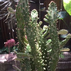 LARGE CACTUS 🌵 PLANT, 5” POT