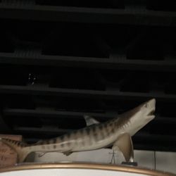 Tiger, shark mount taxidermy