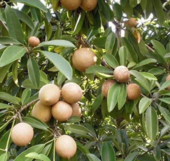 2gallon Sapodilla Sapote Manilkara Zapota Chiku Makok Sa bo che Fully Grown Tree