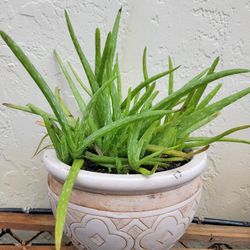 Aloe Plant In Pot