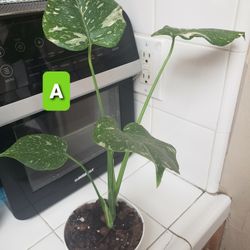 Monstera Thai Constellation 
