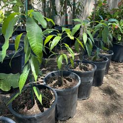 Mango Tree / Arbol De Mango 