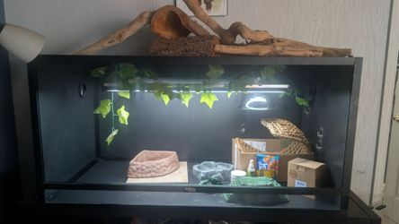 Complete bearded dragon setup