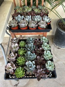 4 Inch Succulent 3$ Each