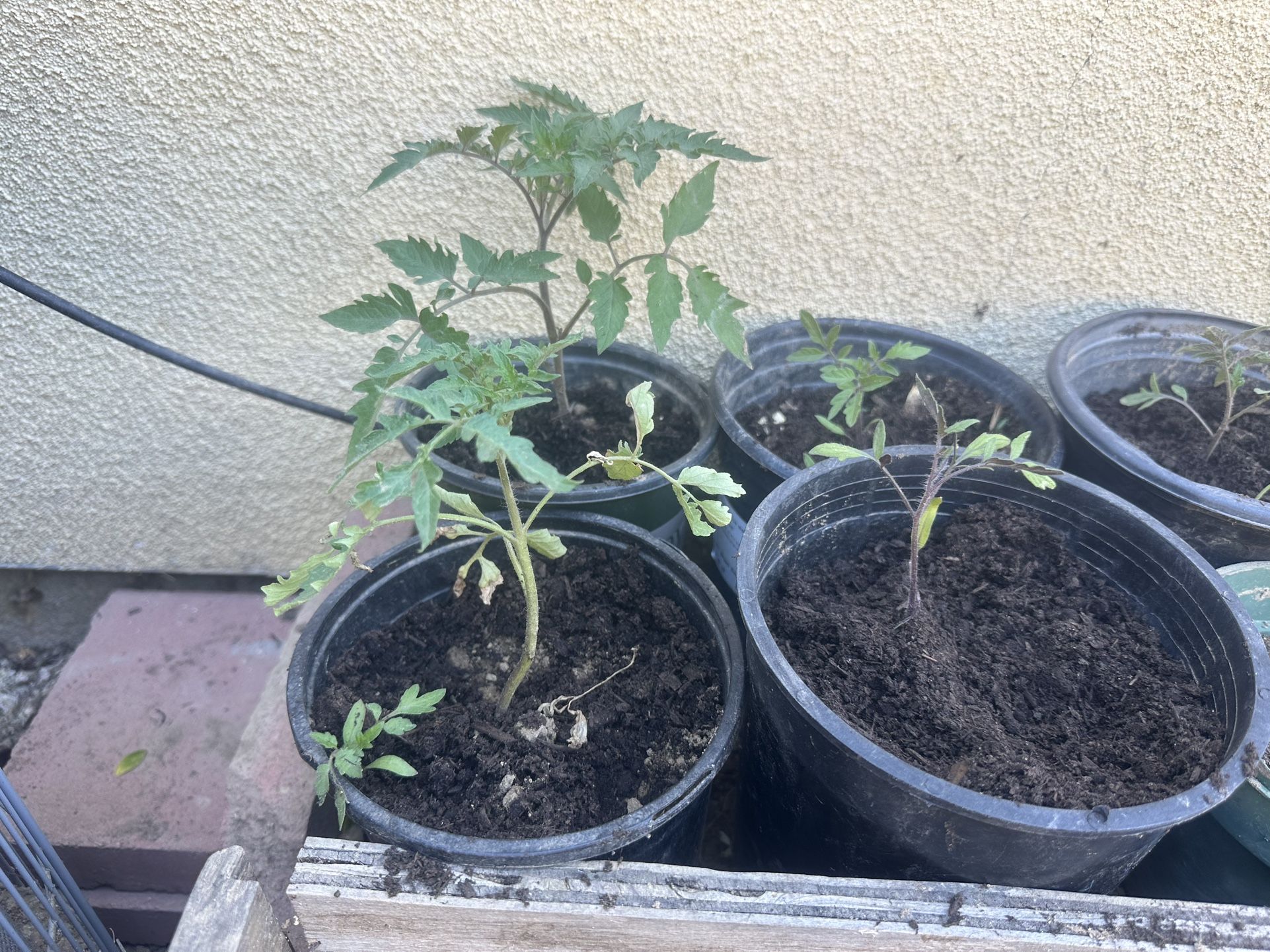 Tomatoes Plant