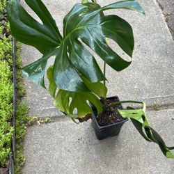 Monstera Deliciosa Plants (read Description Below)