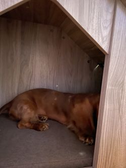 New Dog Bundle