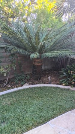 Sago palm tree