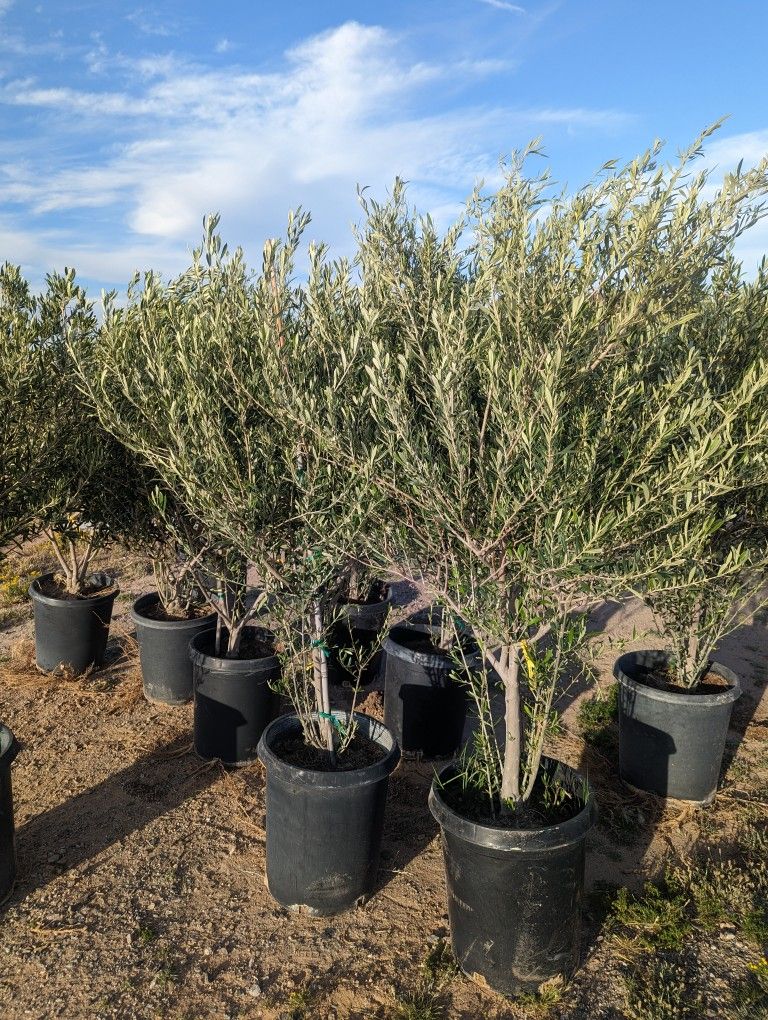 $150 Each Fruitless Olive Trees Delivery Is Available