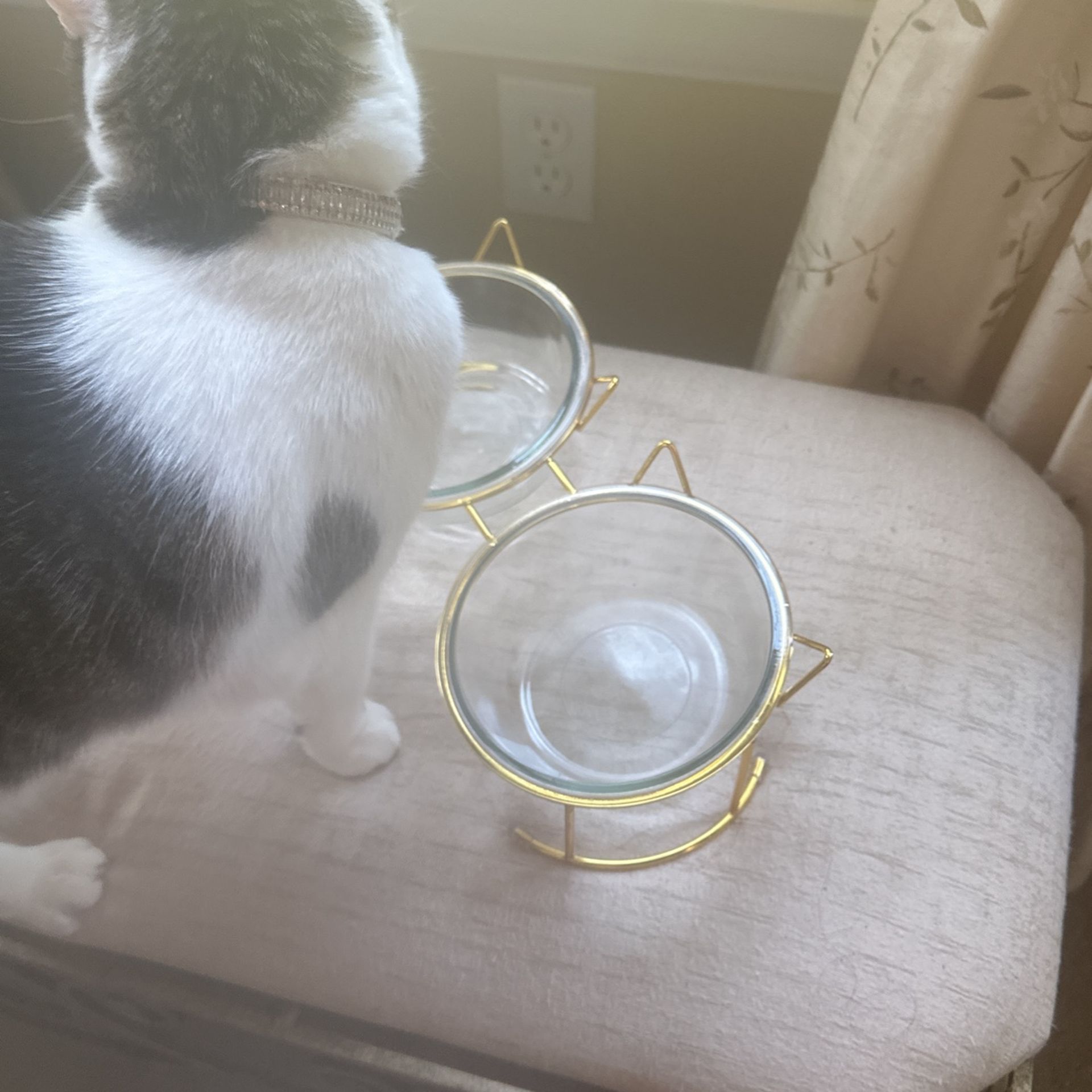 Slanted Cat Bowls