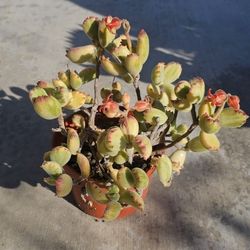 Bear Paw Succulent And Others