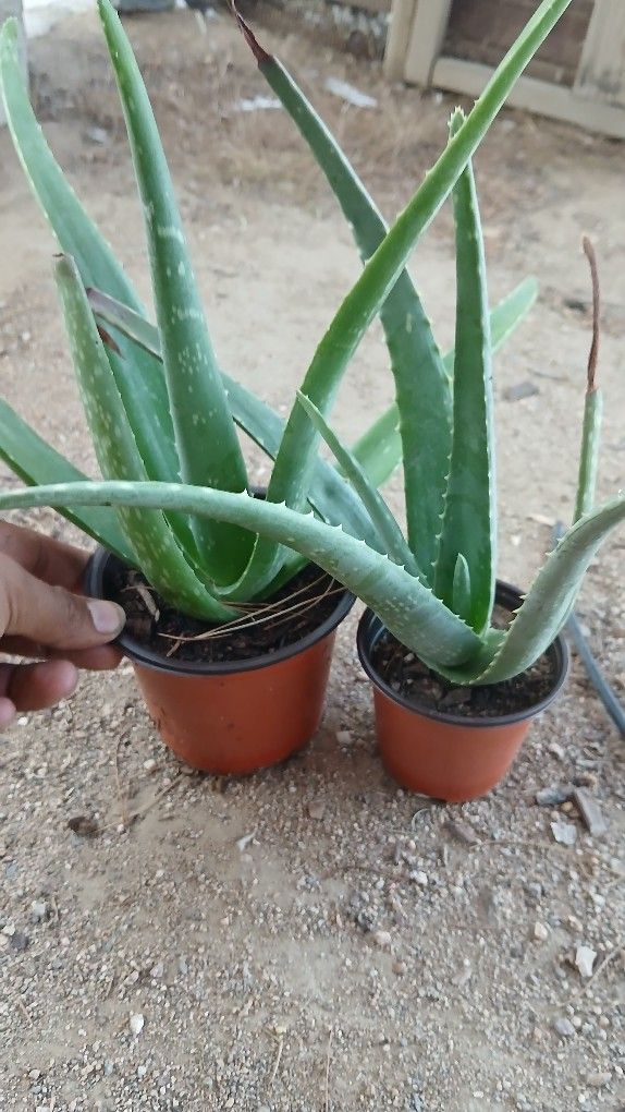 Aloe Vera Plant
