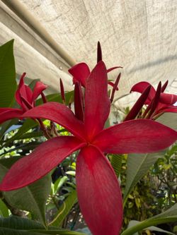 Cerise plumeria