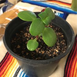 Fairy Crassula Succulent