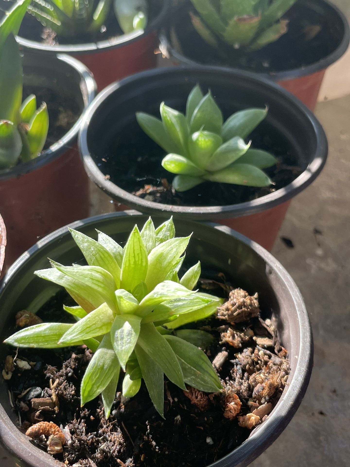 Succulents Plant’s 🌵