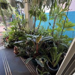 Plants