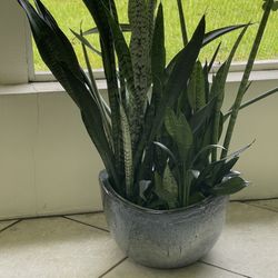 Planter For Sale ! Para La Venda 