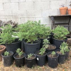 Citronella  Small - Large Plants $5/$10
