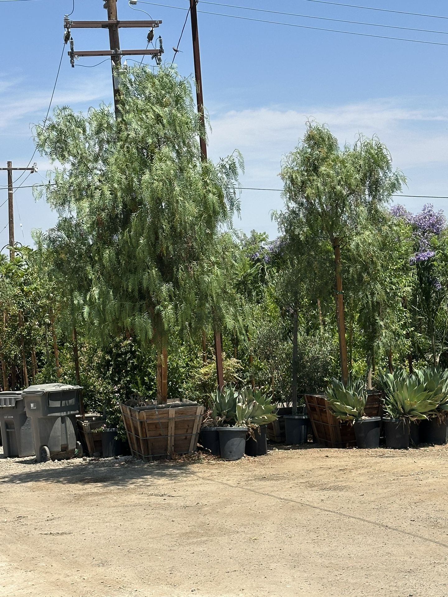 California Pepper Tree, piru, pirul, drought tolerant fast growing shade tree 36” Box 