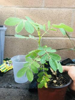 Popcorn Tree Pre Bonsai
