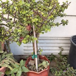 Bonsai succulents