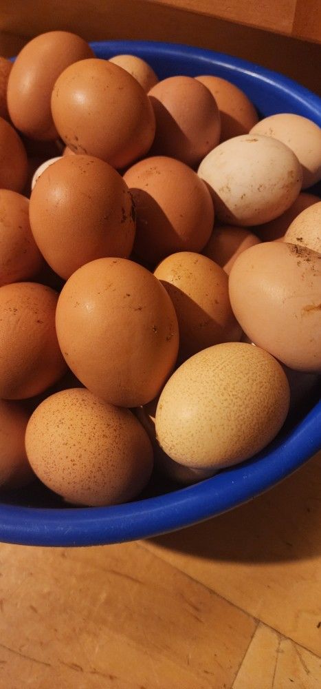 Fresh Eggs