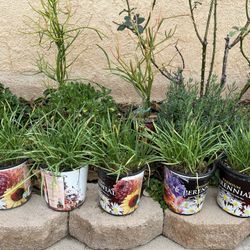 society garlic plants