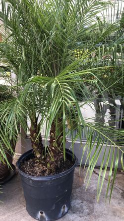 Pygmy Palm Tree