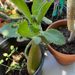 Kalanchoe Plant