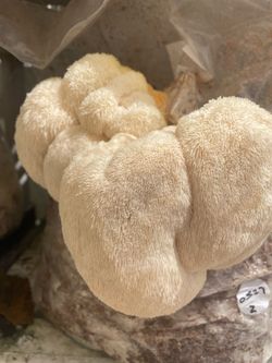 Fresh Lion's Mane Mushroom and more