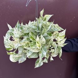 6” Snow Queen Pothos 