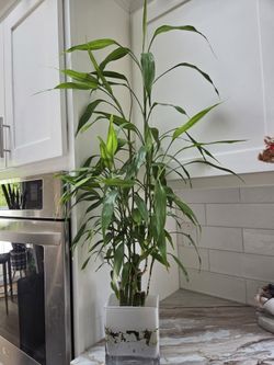 Bamboo Indoor House Plant