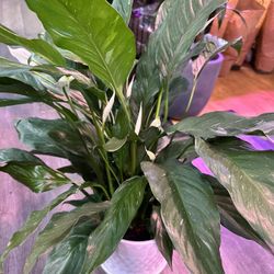 Big Variegated Peace Lily Spathiphyllum Plant In 8” Ceramic Pot Lan Như Ý