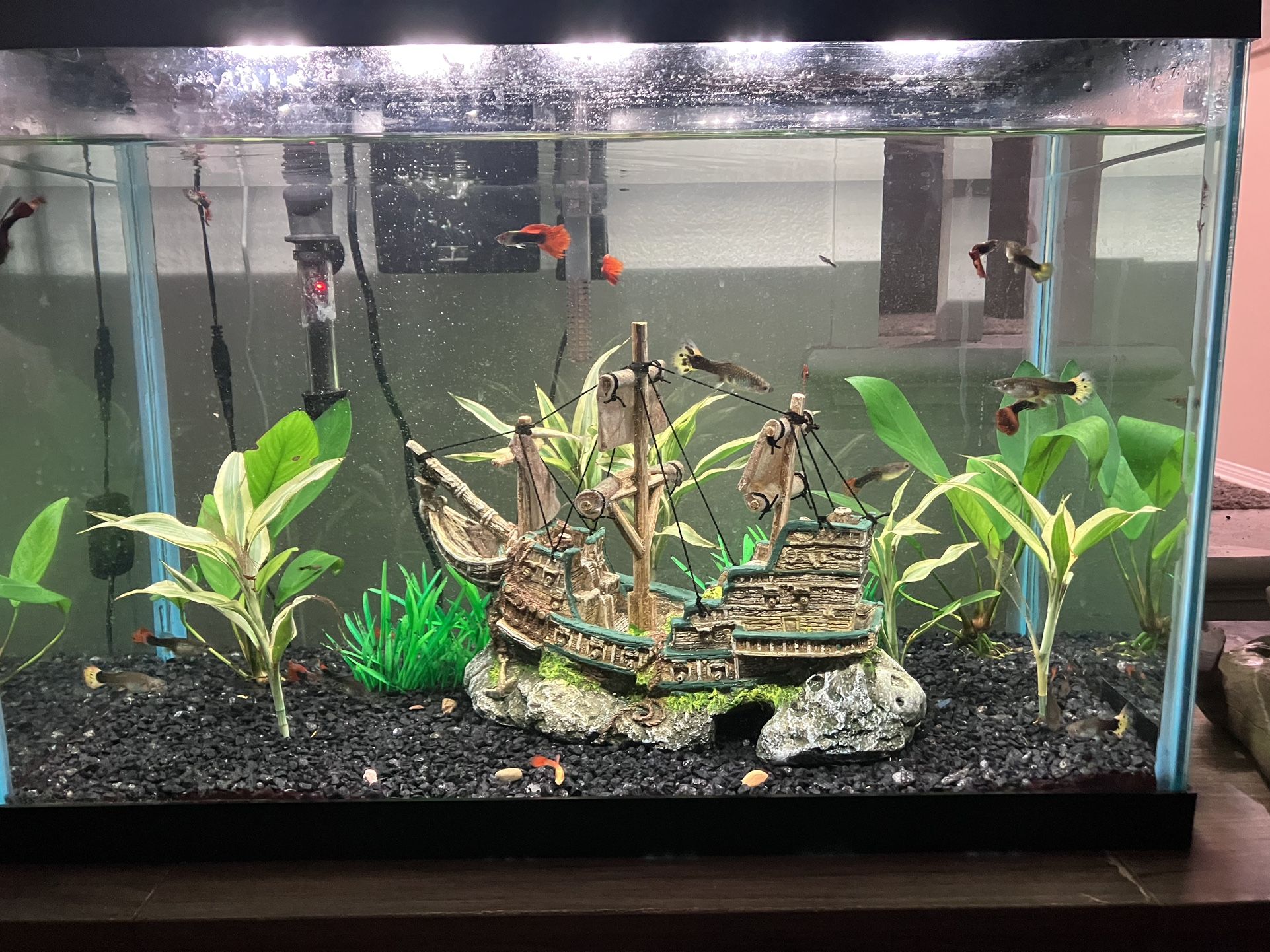 Guppy Fish For Sale