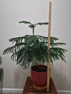 Large Norfolk Island Pine