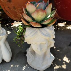 Real Potted Succulents 