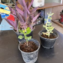 Total Of 3 . Including The Lemon Plant 