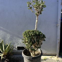 Boxwood Topiary - Double Ball