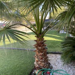 Palm Tree 60$