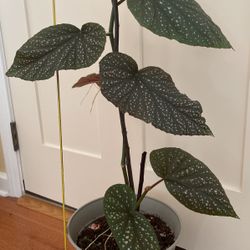 Angel Wings Begonia 